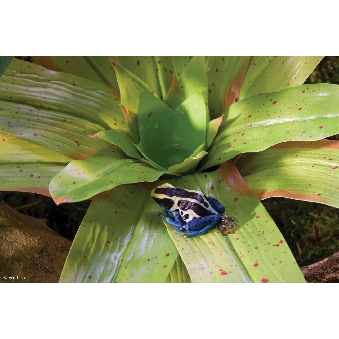 Exo Terra Bromelia Medium